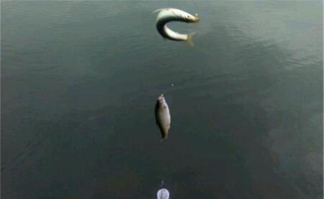 鲢鳙|夏季中午无鱼可钓?别忘了还能钓白条,肉多腥味小,比大鱼还好吃