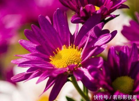 红霞|5种花是花中劳模,一年四季开花不断,繁花似锦,开花娇艳