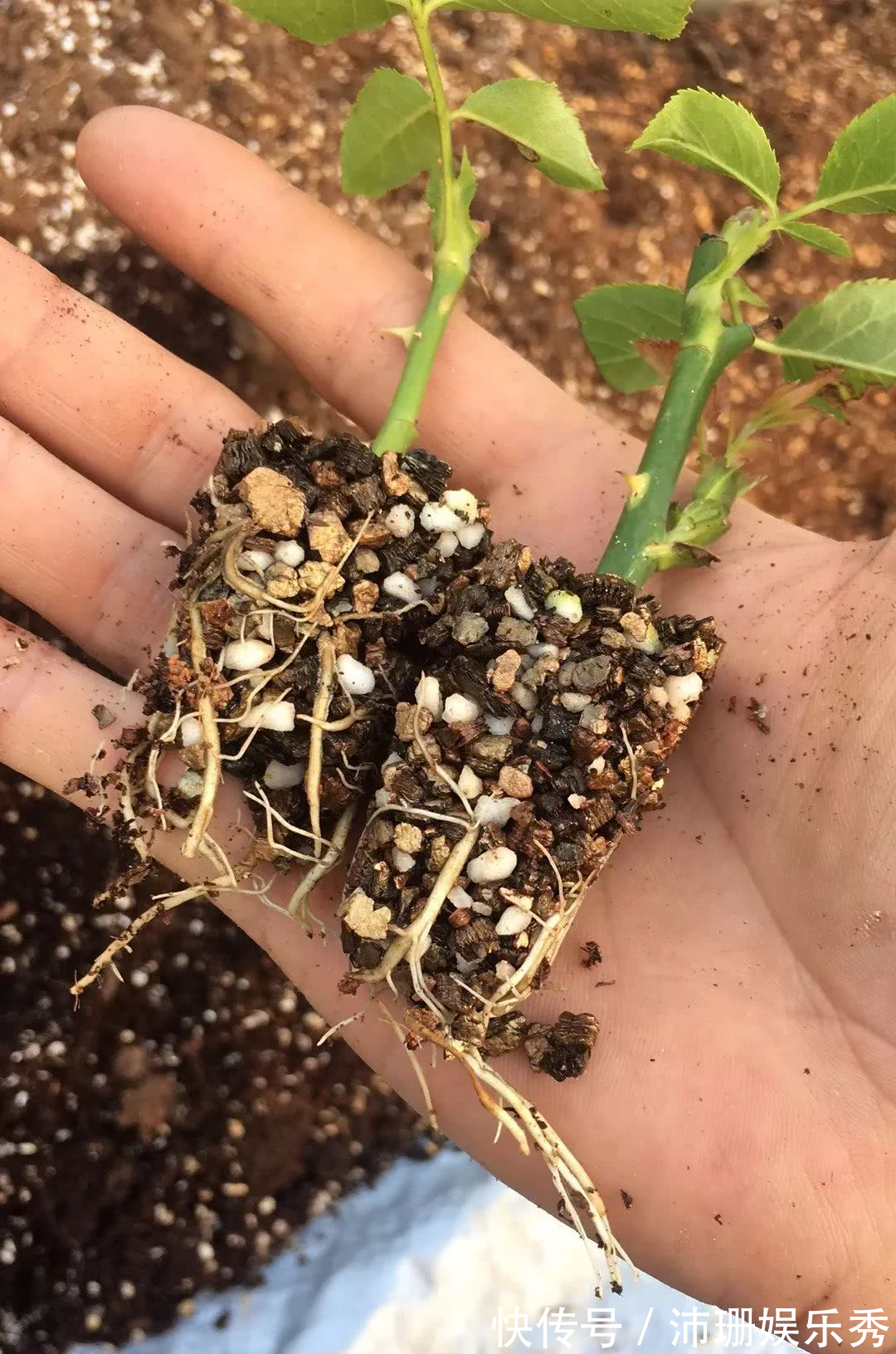 5种花“扦插”正当时,天气转凉利于生根,喜欢别偷懒