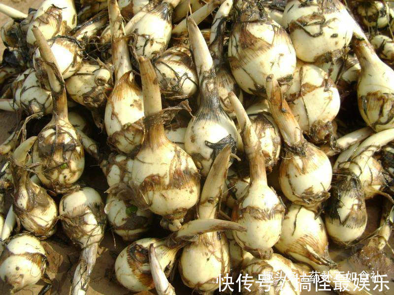 草酸|以下4种蔬菜孕妇尽量远离,会让胎儿很“受伤”,孕妈千万要注意