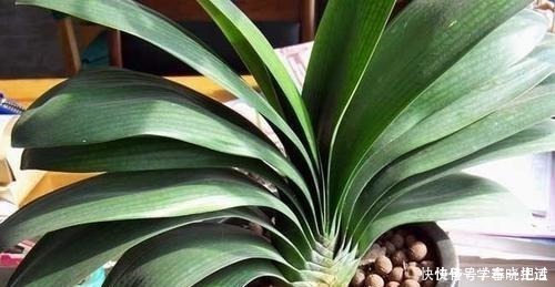 僵苗|君子兰不见长,是僵苗还是养护不当教你“4招”,快速恢复活力!