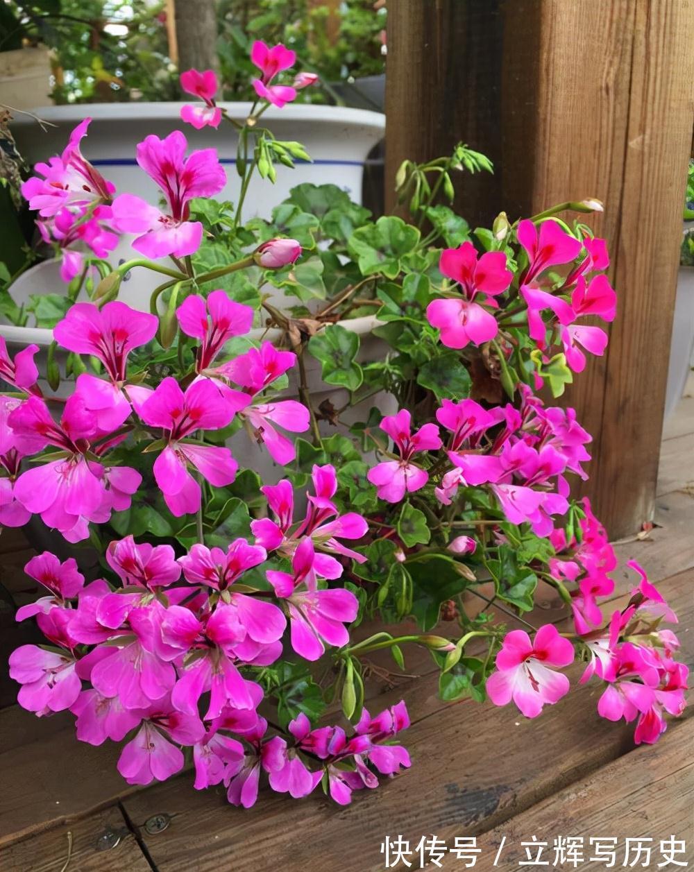 16种花被誉为冬日里的“开花机器”,喜欢就可以养起来,又美又香