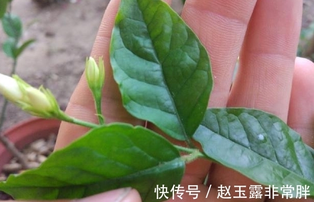 茉莉|茉莉花谢之后该怎么修剪，花农告诉你不用管，也能开满花