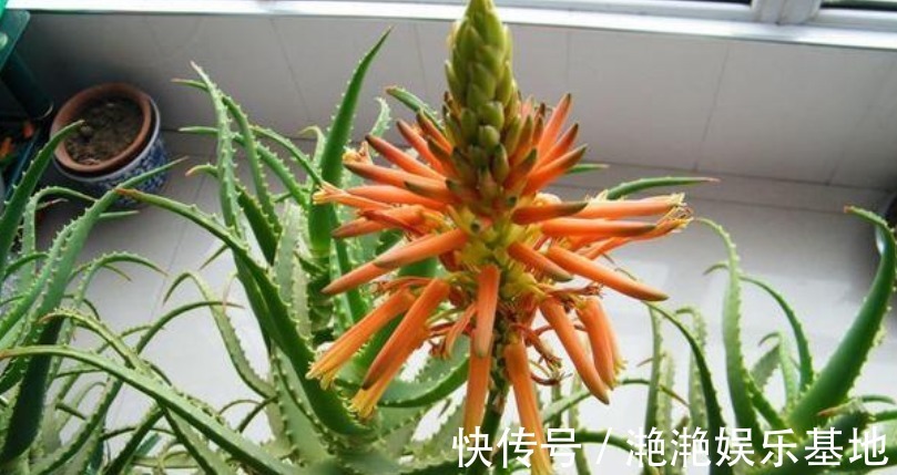 家里最适合“5种花卉”，好养易爆盆，关键“空气好、病菌少”！