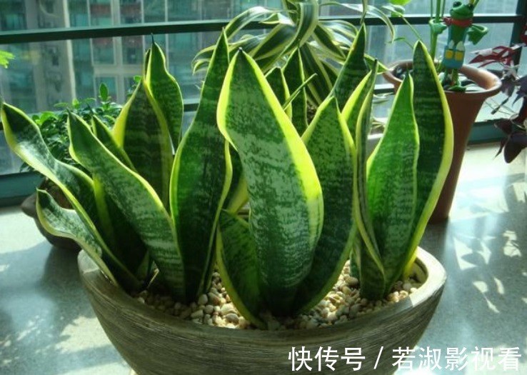 天一转凉，虎皮兰就饿了？常用它喂喂，补营养，盆栽呼呼出新芽