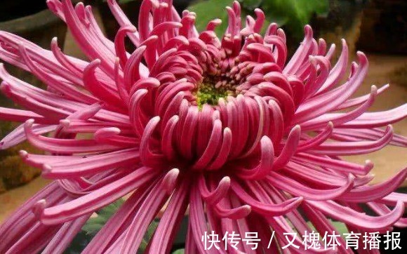 喜欢养菊就选“紫气熔霜”,花姿卓越,美艳端庄,观赏性价值极高