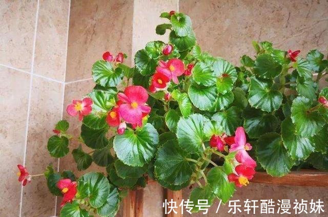 8种“洋气花”，天冷别喷水，不然黄叶、掉花苞，越养越难看