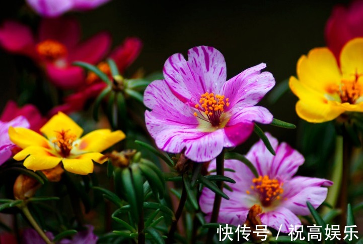 1种花,开300天,美到“假花”都失色,比月季好养,新手也养爆盆