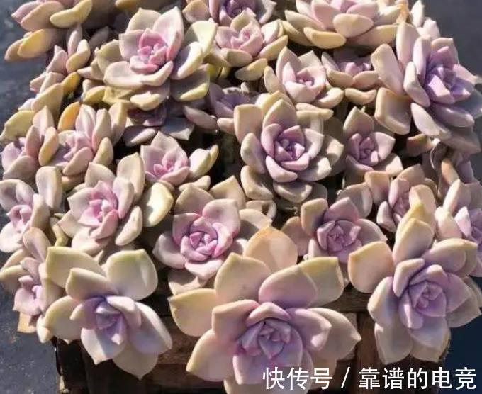 多肉紫乐掉叶子长不好?简单几步,恢复生长爆侧芽,养成小老桩