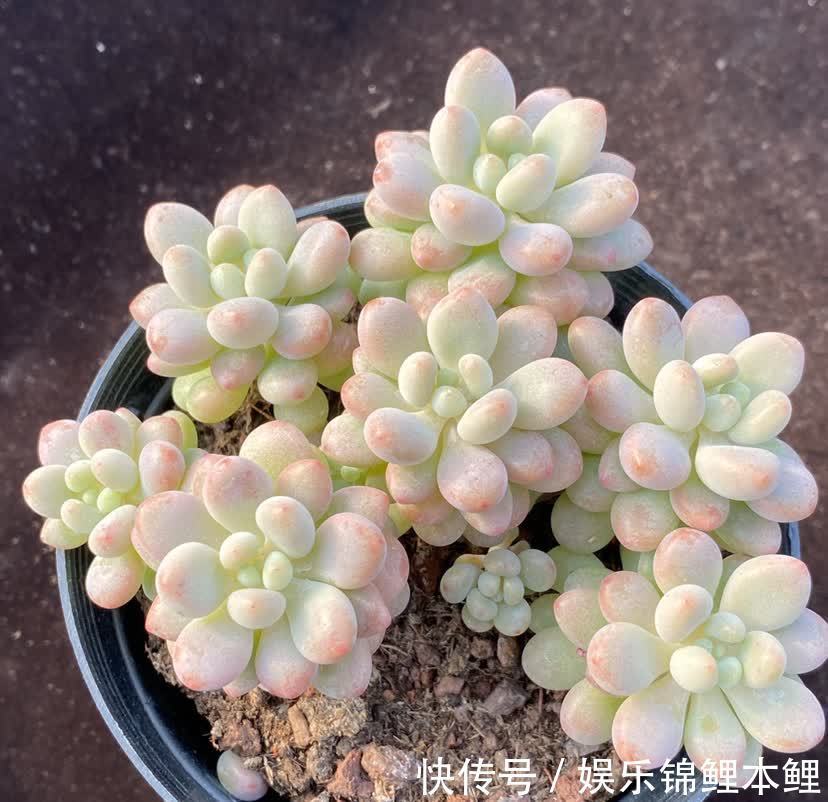 育苗|秋季天转凉，拿多肉的枝条、叶子来扦插育苗，好操作又成活率高