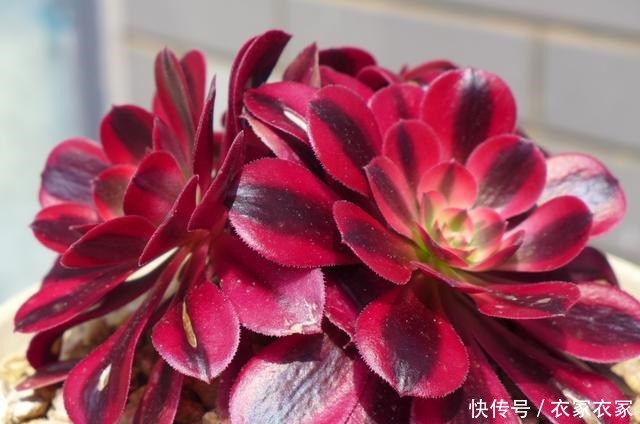 多肉中开花最迷人的4个品种,小米星精致淡雅,佛珠仙气飘逸!