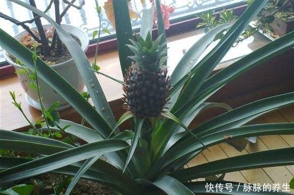 菠萝头不要再扔掉了!简单几步变盆栽,还能结果子!