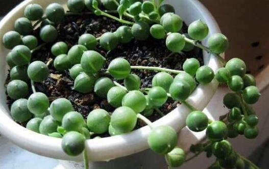 垂吊性|比珍珠还珍贵的多肉绿植,像手串一样好看,家里别再养吊兰了