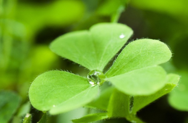 三叶草怎么养护开花多以下3个方面多注意,花繁叶茂轻松爆盆