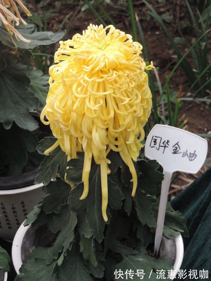 茶梅|喜欢菊花,不如养盆“精品玫瑰”安吉拉夫人,花香袭人姹紫嫣红!