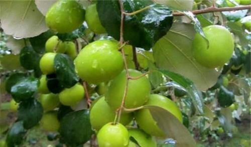 养肝排毒|人到中年爱美，3种食物坚持吃，营养丰富，有益健康，吃了变年轻