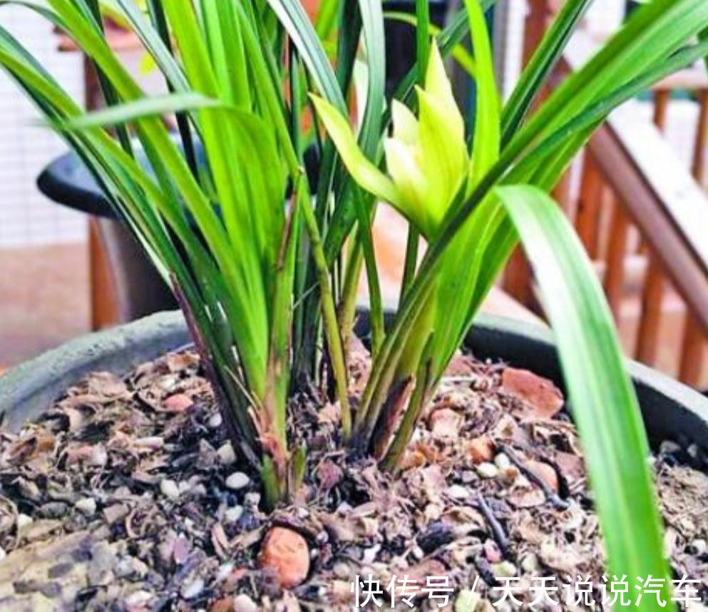 日晒|兰花长势差,注意这三个小问题,蹭蹭冒芽,轻轻松松爆满盆