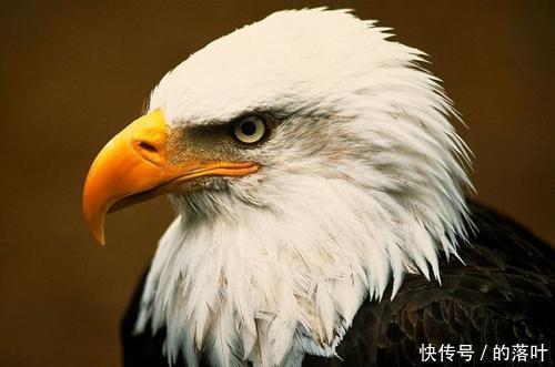 参与过 进击巨人 的声优谷山纪章发表不当言论 引广大网友不满 快资讯 参与过 进击巨人 的声优谷山纪章发表不当言论 引广大网友不满 快资讯