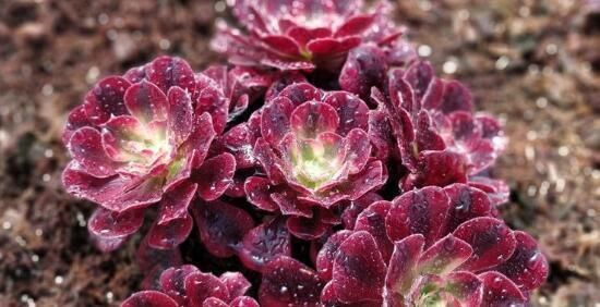 养护多肉,这四点你需要避开,不然多肉容易死掉