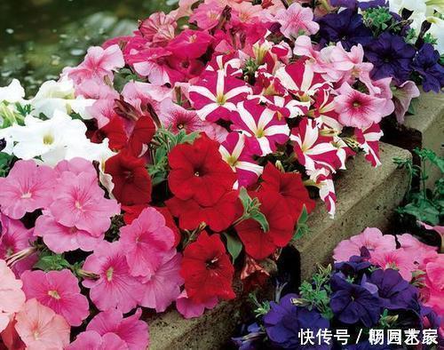 什么羊粪、有机肥都不如1种小粉末,养花喂一勺,开花量翻倍!