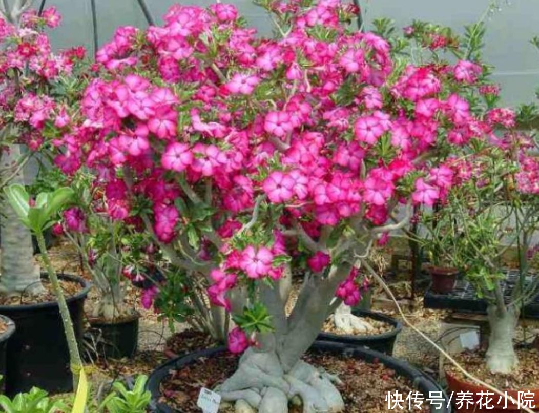 枝条|夏天养4种花，耐热、耐晒，开花多又勤