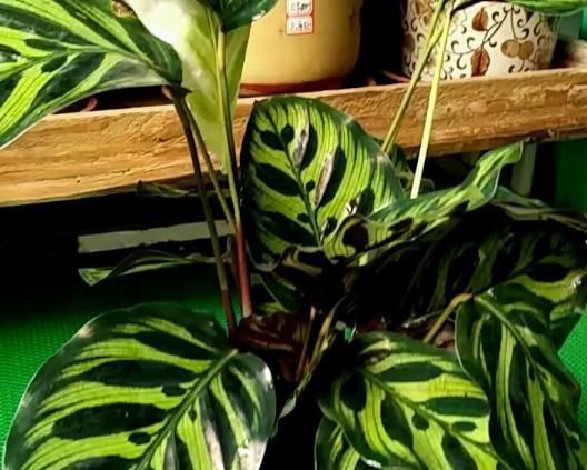 最不耐晒的3种花,养在室内才好看,搬出去一天就枯了