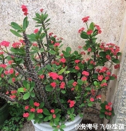 仙客来|这5种花,不要钱也不能养,全都有毒,养了后悔都来不及