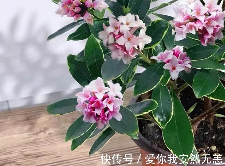 金边瑞香|怎么让金边瑞香“开花多、花香浓”?做对4件事,爱花人了解下