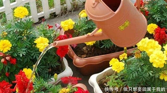 叶片|“干养根,湿养叶”啥意思1个“通用”浇水法,什么花都能养好