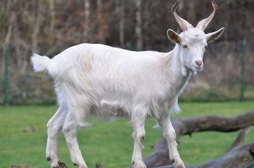 山羊|都是羊肉，绵羊肉和山羊肉有何区别老厨师口感和做法差别不小