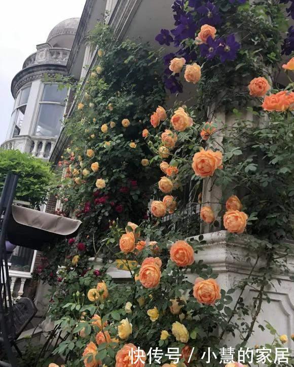 冬天埋点肥,明年花儿多3倍,轻松爆盆!