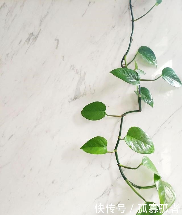 客厅2种花，别养成“巨无霸”，我家的已经处理了！