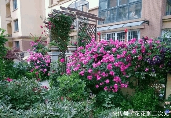 机肥|自制肥养月季,开了99朵,美到极致!