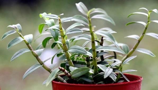 消炎|妇科炎症的“天然药”,女性每天吃一些,排毒灭菌保护子宫!