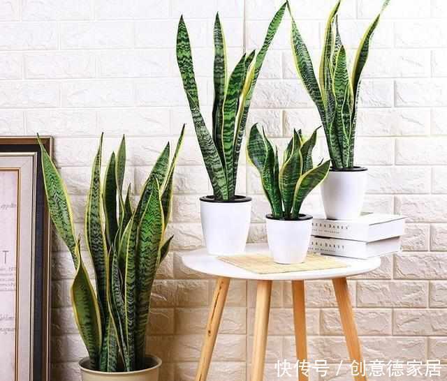 浇水|养了2年的虎皮兰不长个？做好3件事，猛长侧芽，满盆绿叶！