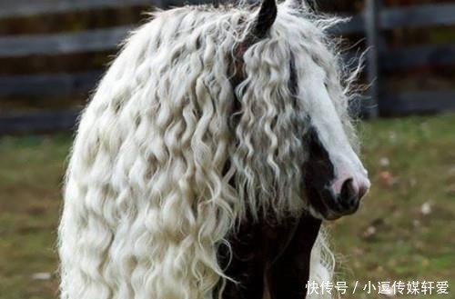 历史上四大名马:第一种被尊为国宝,第三种远看还以为是头狮子!