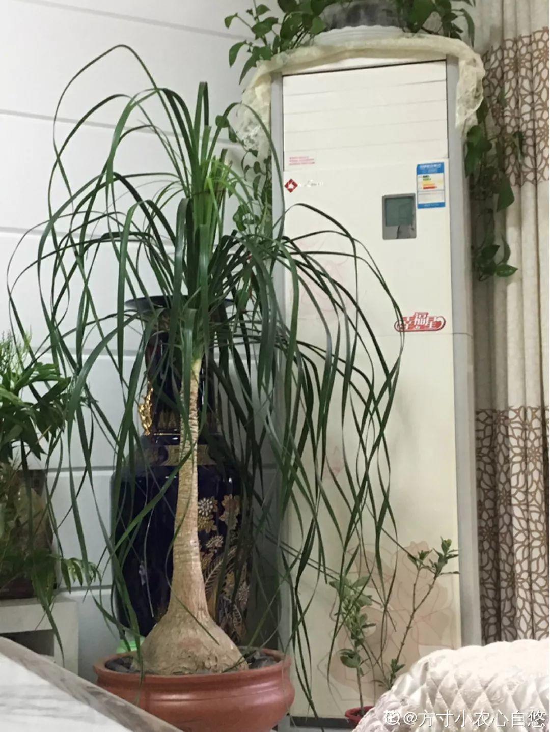 10种耐旱花，2个月不浇水，叶子反而绿油油！