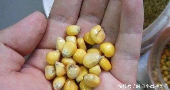 玉米粒钓大鱼,这些窍门你要懂!