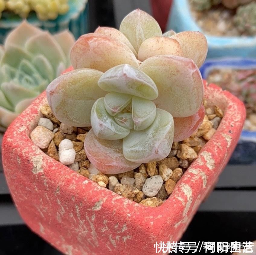 要素|养多肉入门篇,了解6大要素,养多肉很轻松,看你能不能掌握