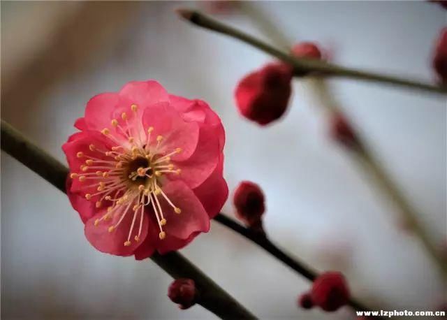 俏就要争春！春节赏花，看这里！