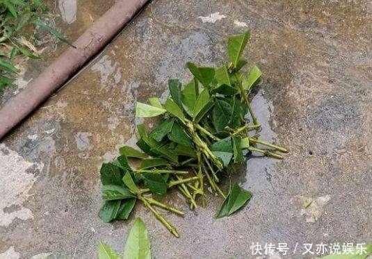 6月扦插“2种花”刚好，20天生根，3个月上盆，开花多，又香又美