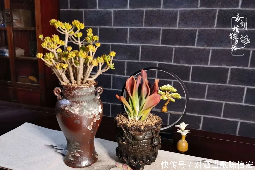 多肉桃花源:别人笑我太疯癫,我笑他人看不穿!