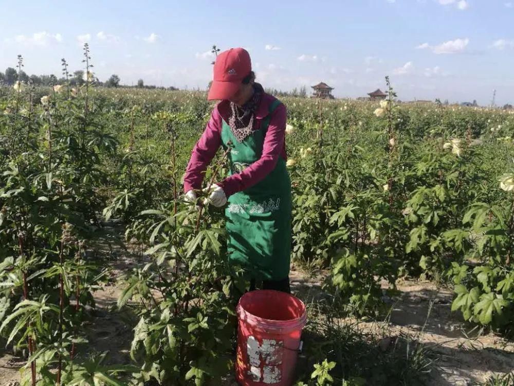 曾被认定早已灭绝，“死而复活”之后，却成了餐桌上一道小菜