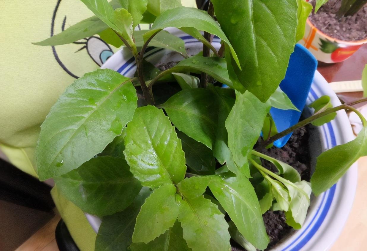 隔夜茶叶渣养花,要这么处理,否则少做1点就会让土壤长毛结块