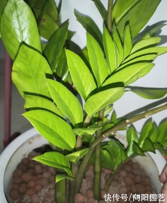 别再养发财树了，试试“金钱树”，不黄叶，栽到盆里就发芽