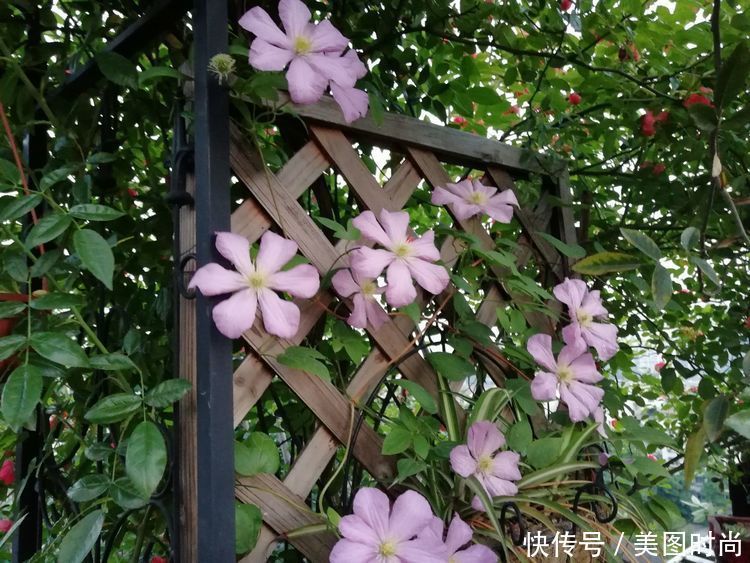 55㎡屋顶花园改造，经过300多天的努力，终于看到了花开满园