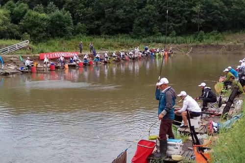 鲤鱼最喜欢的气味是什么？钓鲤鱼气味最纯正舒适的小药