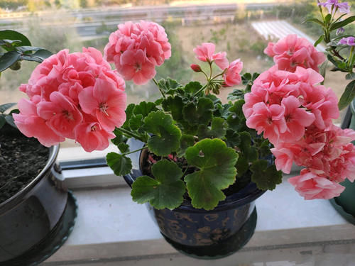 天竺葵“大山宫”，优秀的阳台盆栽花，好看又好养，冬天也有花看