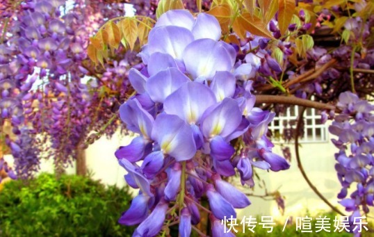 喜欢养花,不如养盆使君子,丢水不管不问,花叶轻松爆满盆