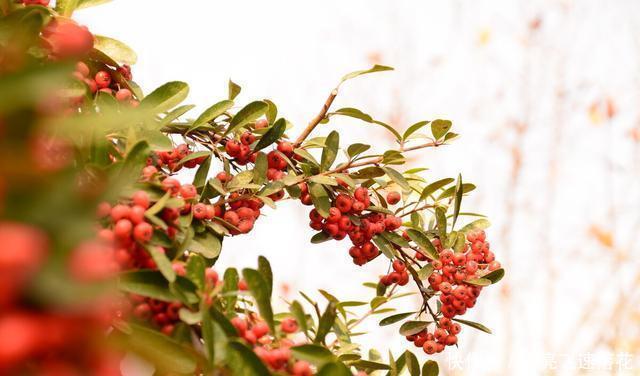 果子|这种果子在农村很常见,但你知道它叫啥吗